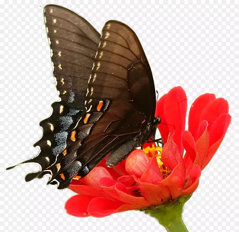 美丽红色菊花花朵蝴蝶