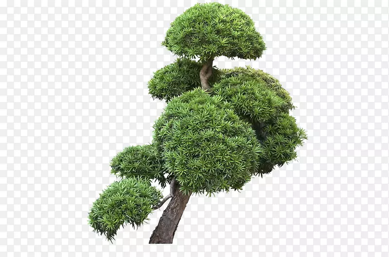 一棵大松树