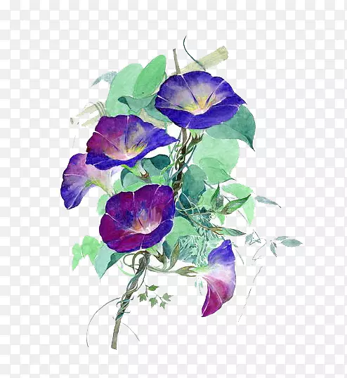 绿色牵牛花