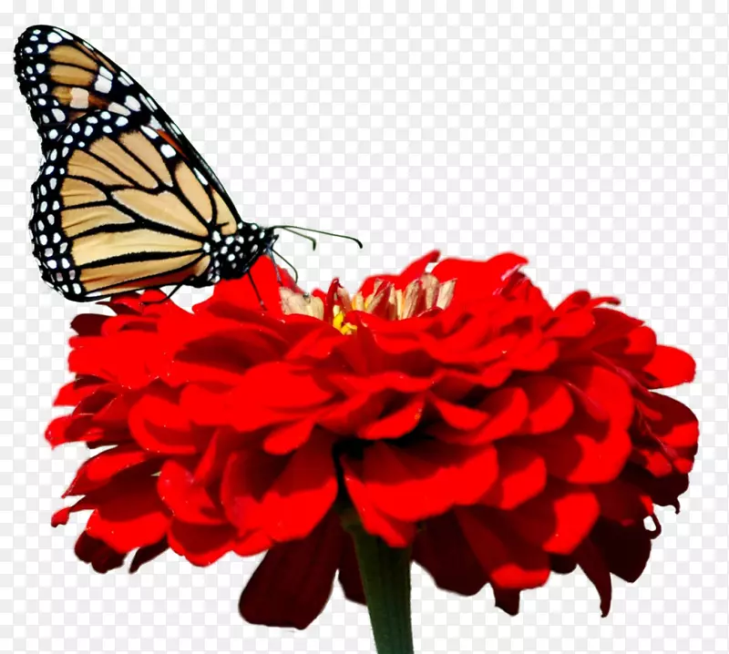 超唯美漂亮红色菊花花朵蝴蝶