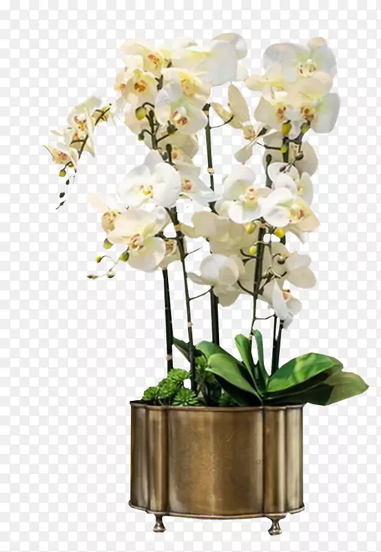 白色铃兰花盆栽