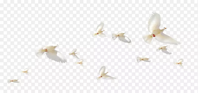 一群白色鸽子