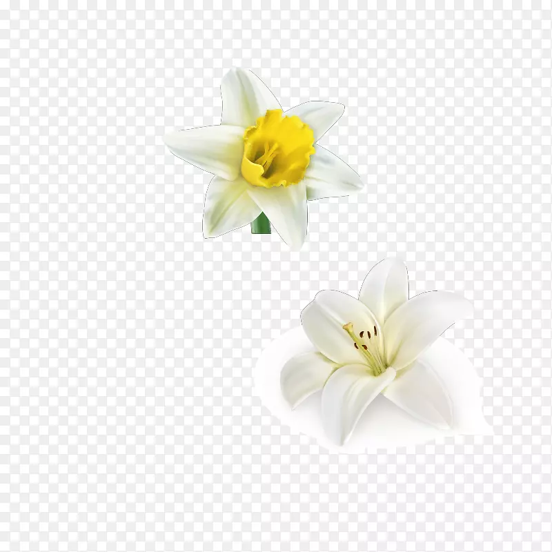 百合花