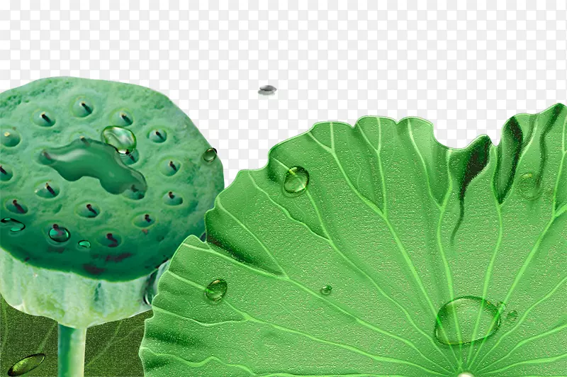 免抠绿色春季荷叶水滴装饰