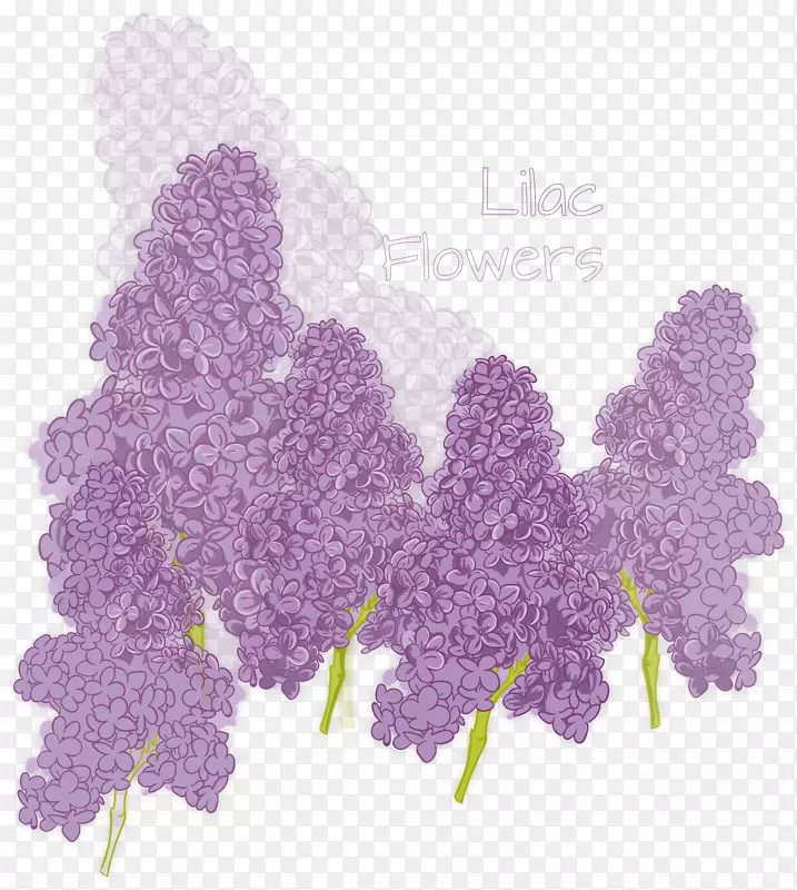 彩绘紫色丁香花矢量素材