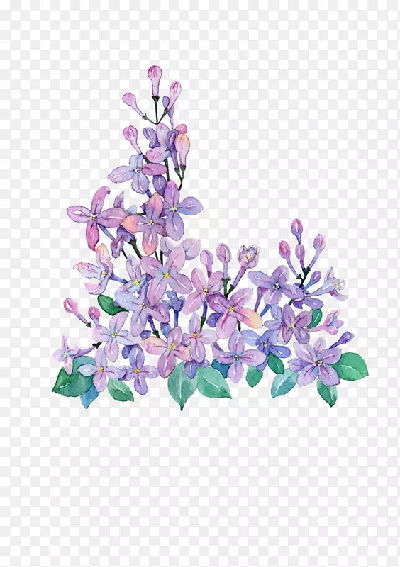 手绘紫色丁香花