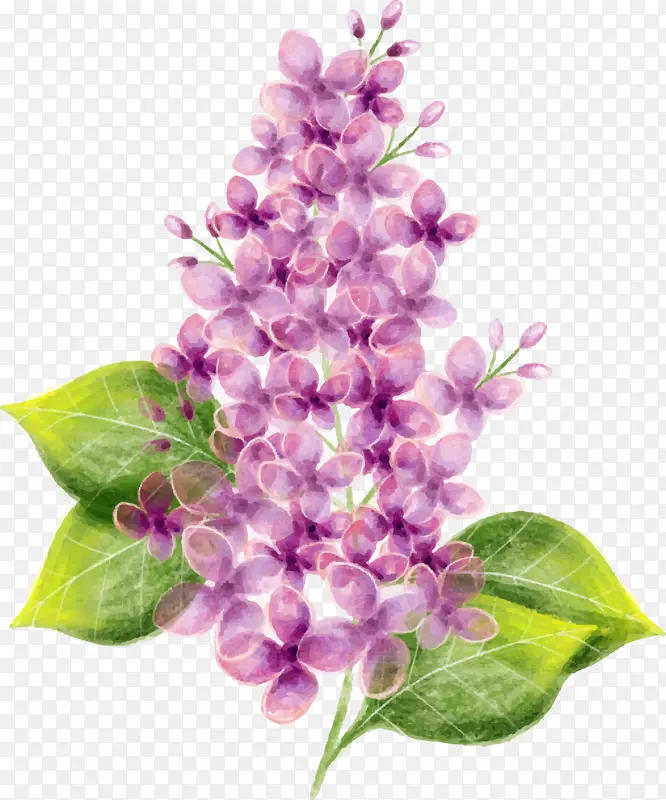 矢量手绘紫色丁香花