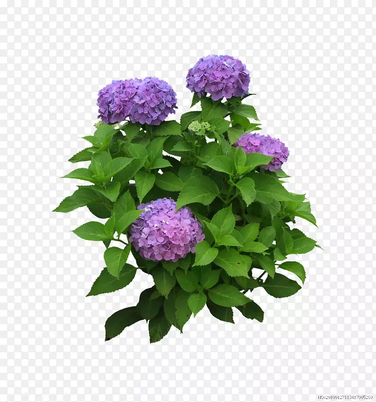 紫色丁香花束