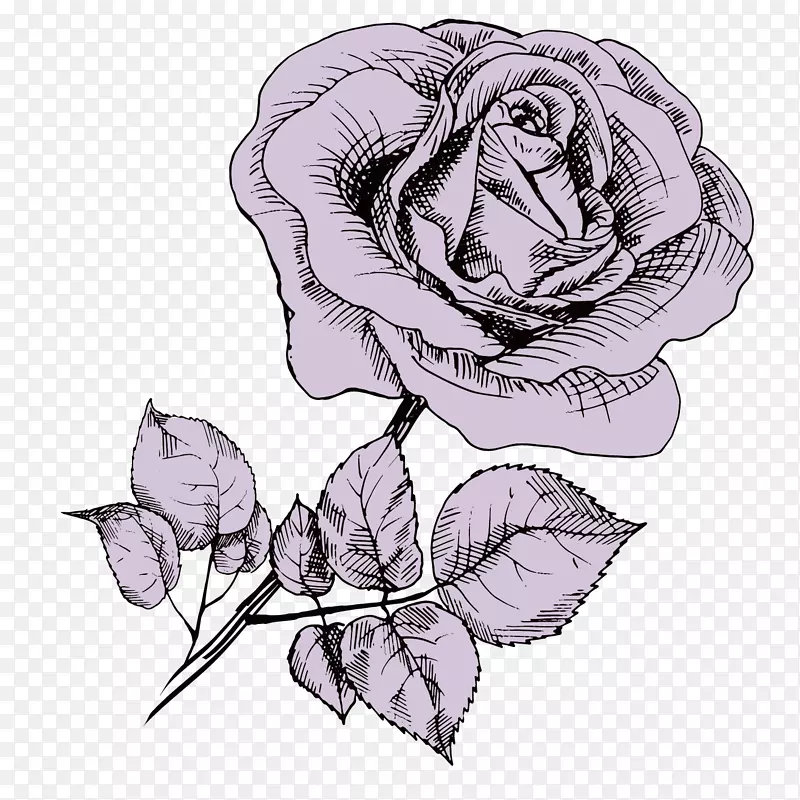 漂亮紫色玫瑰花手绘
