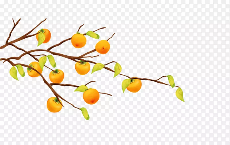 橘子大树