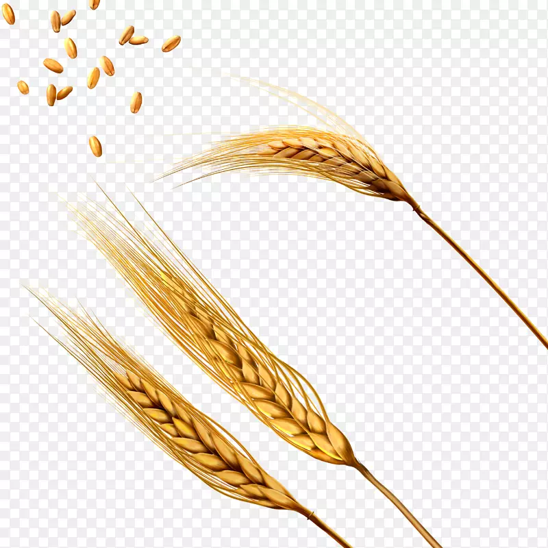 高清成熟麦子免抠png实物