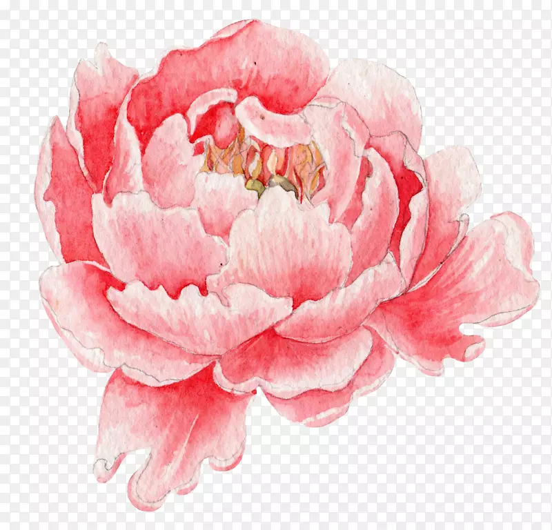 卡通手绘粉色的牡丹花