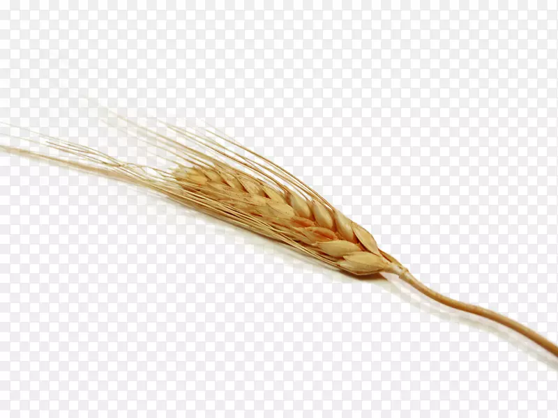 秋季谷粒饱满的金黄色小麦秸秆