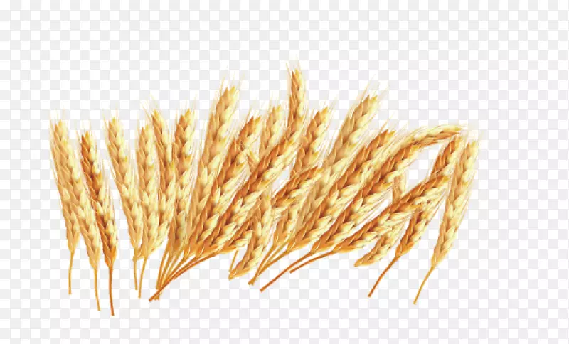 秋季大丰收金黄色小麦麦穗