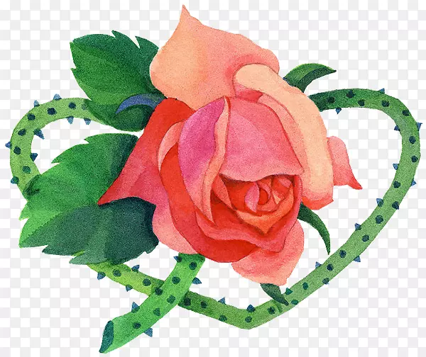 手绘带刺玫瑰
