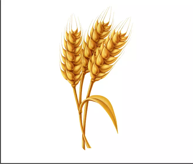 小麦   成熟小麦  丰收
