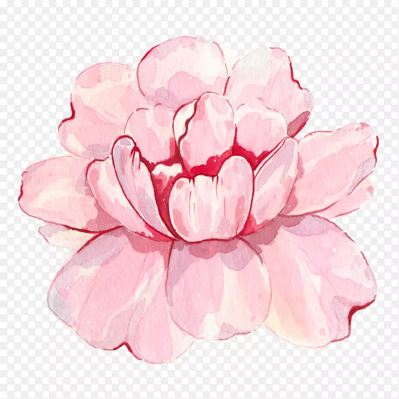 盛开的粉色花朵图