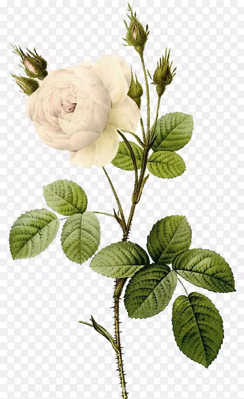 盛开的美丽白玫瑰