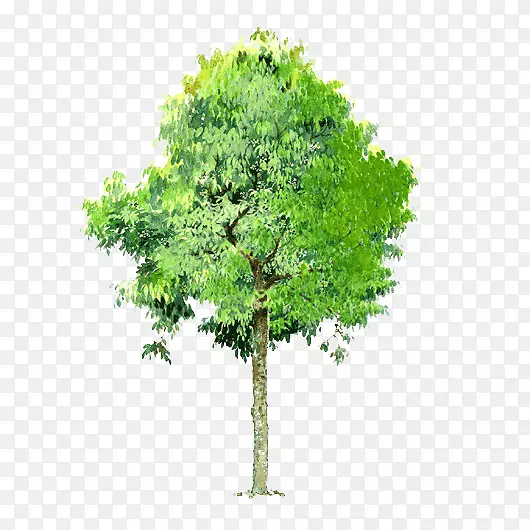 透明树木元素树木背景
