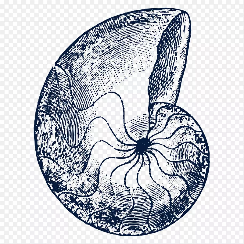 卡通手绘黑色的海螺