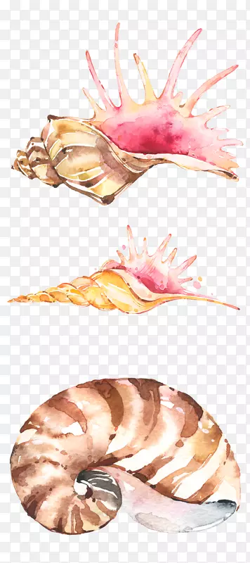 手绘水彩精美海螺