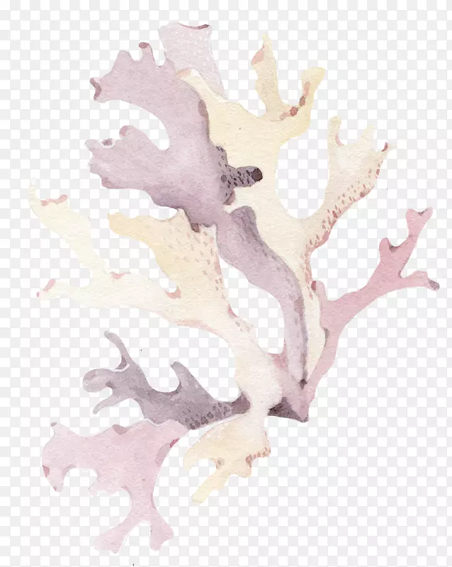 紫色珊瑚