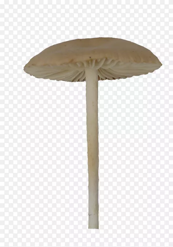 长颈伞蘑菇