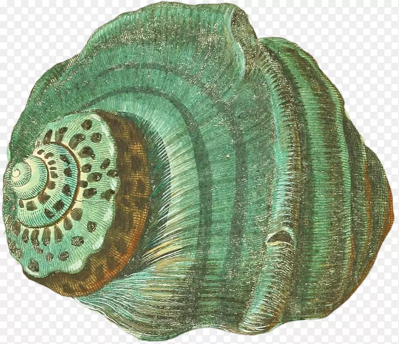 多样的手绘海螺壳-7