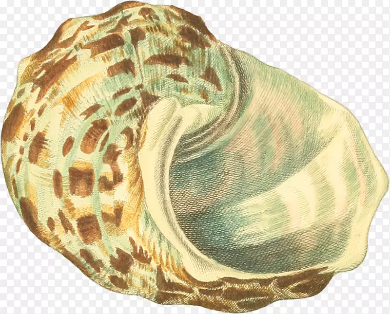 多样的手绘海螺壳-6