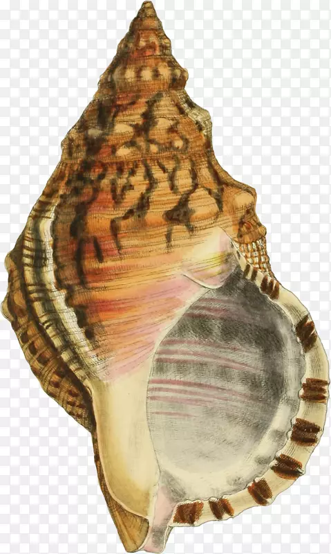 好看的手绘海螺壳