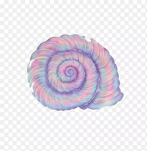 紫色海螺