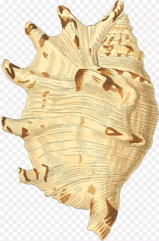 带角的手绘海螺壳