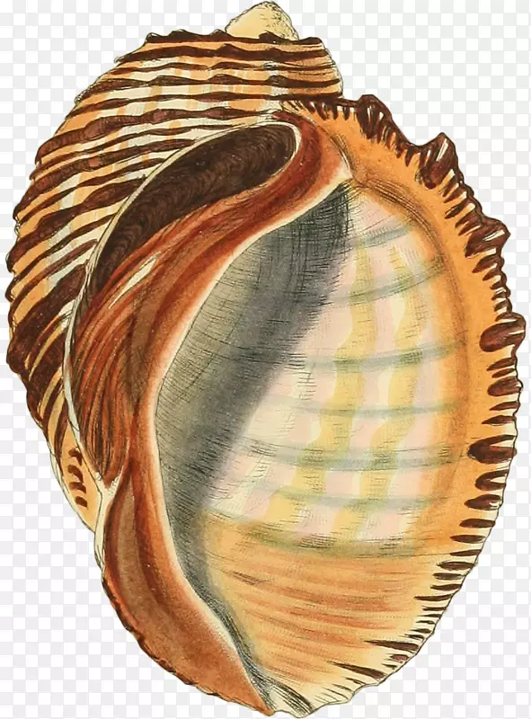 多样的手绘海螺壳-10