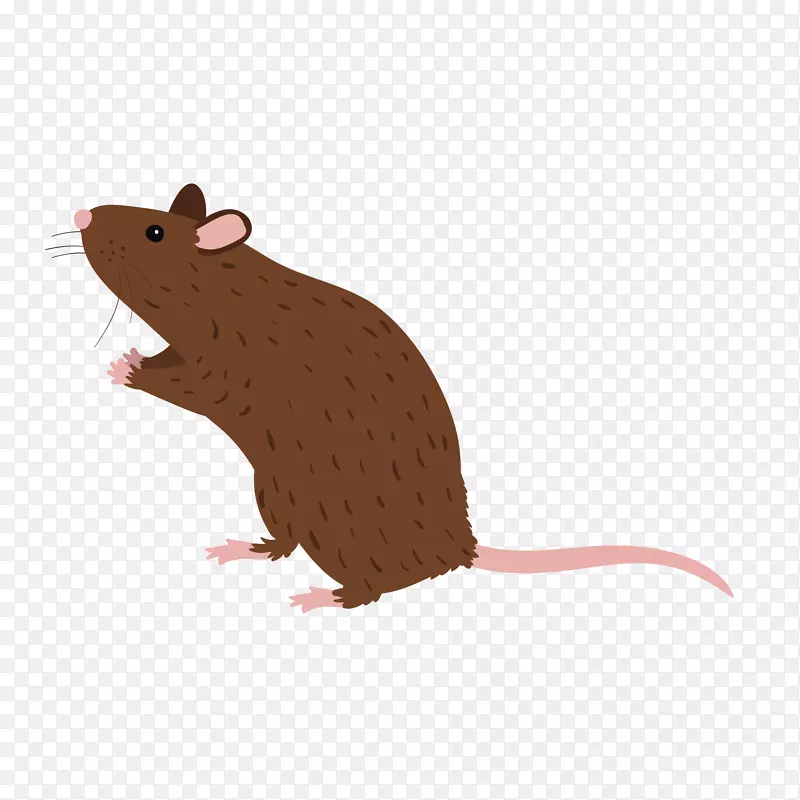 棕色设计卡通老鼠