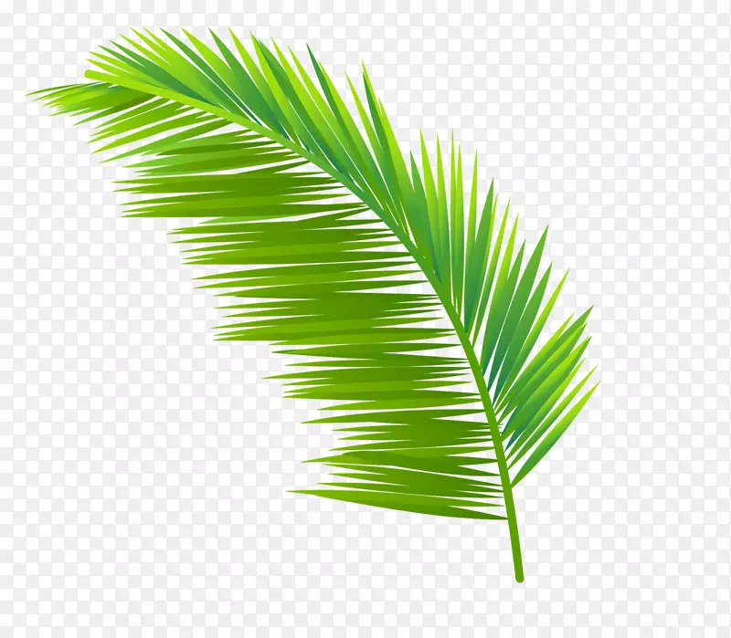 手绘绿色植物椰树叶子免抠图