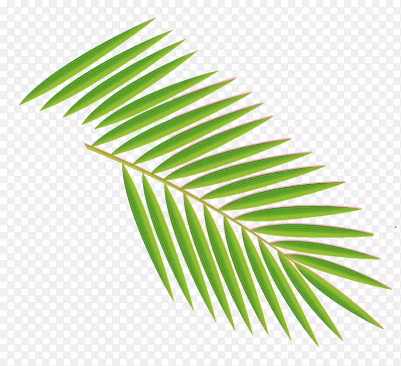 手绘绿色植物椰树叶子PNG图片素材下载_图片编号qrvoezwq-免抠素材网