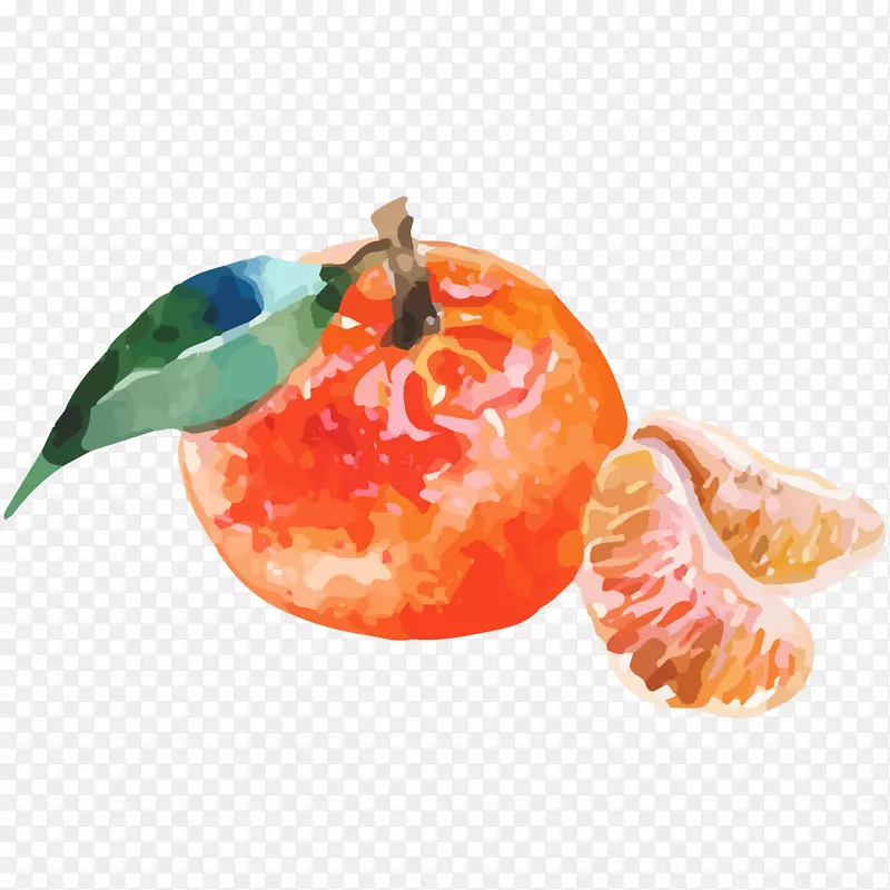 新鲜橘子水彩插画