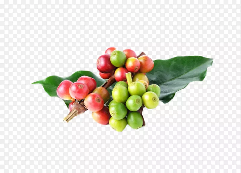一串在树枝上的咖啡果实物