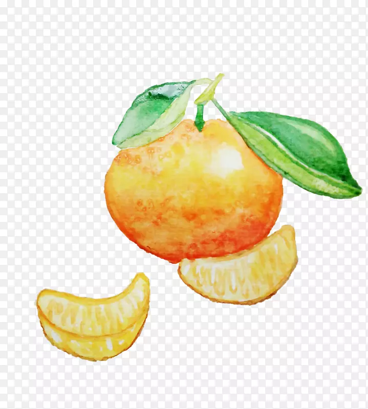 橘囊和橘子的手绘水彩画