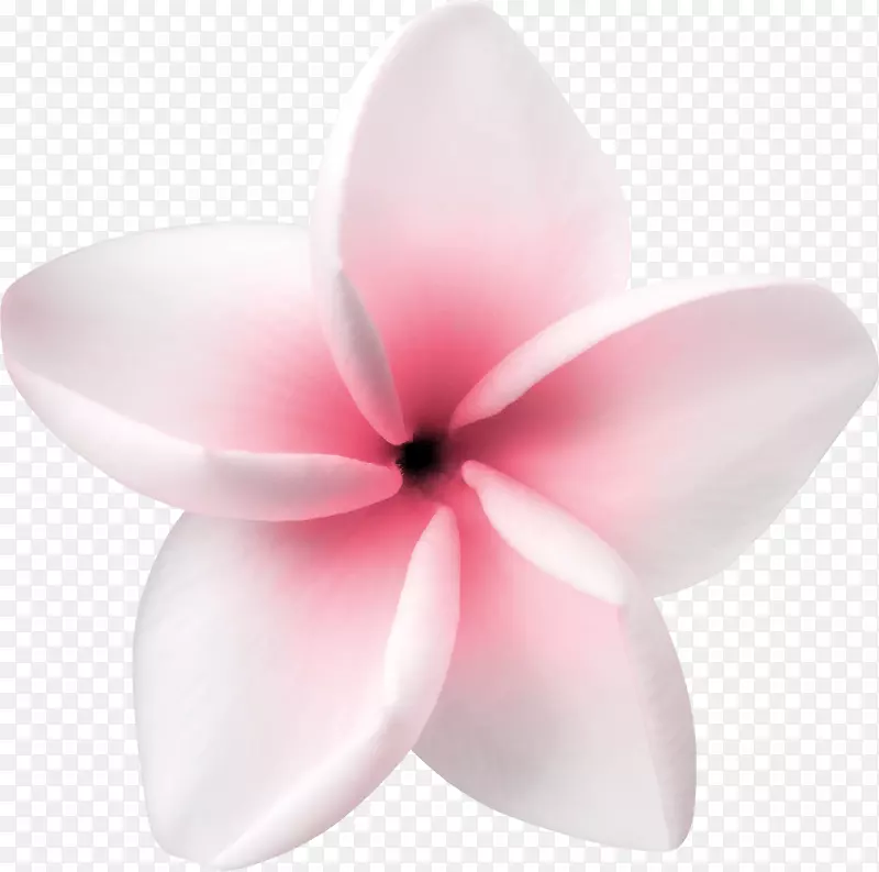 粉白色小花朵