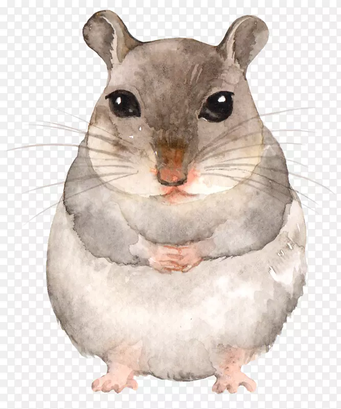 卡通手绘可爱的小松鼠