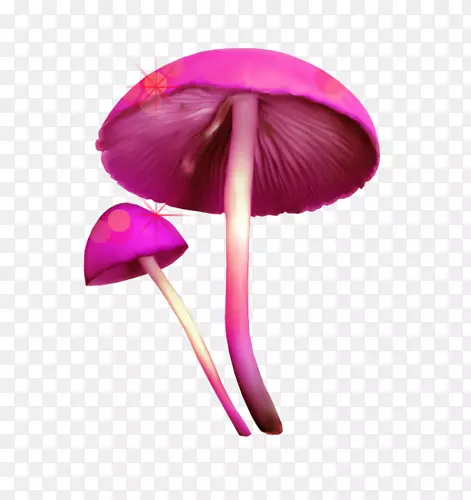紫色漂亮蘑菇