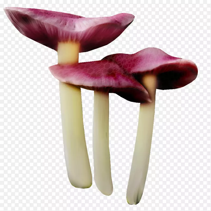 紫色小蘑菇