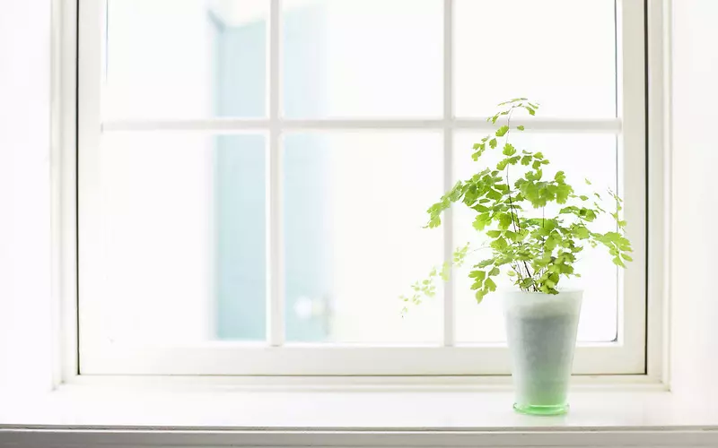 小清新植物窗户门框
