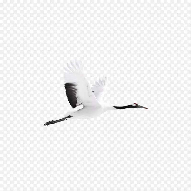 白色飞鹤
