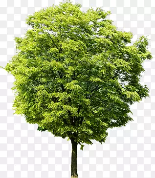 高清摄影绿色的大树茂盛