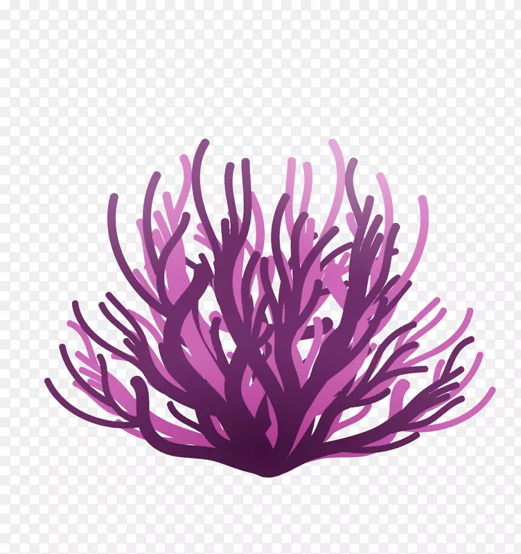 海洋植物紫色珊瑚