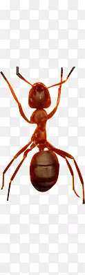 可怕的蚂蚁