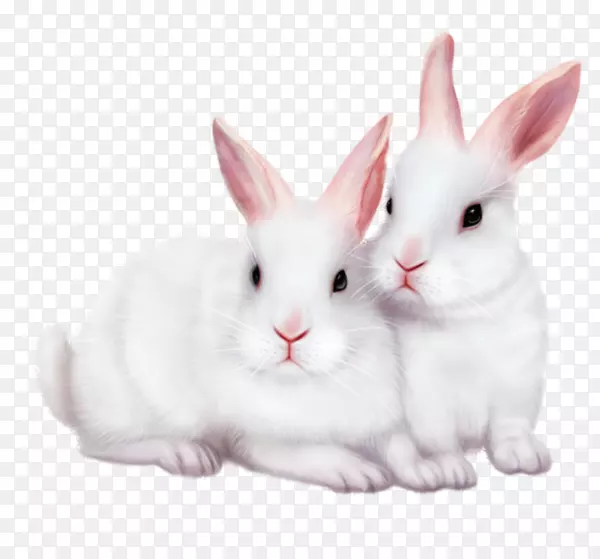 两只小白兔