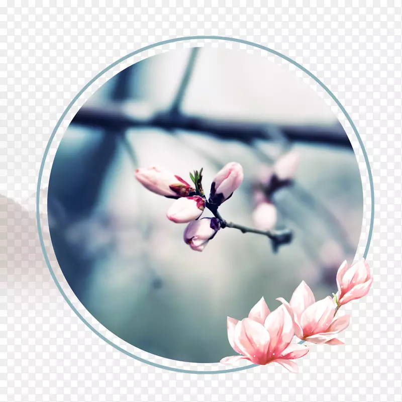 春季踏青春天的花儿